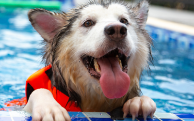Dogs & Swimming: Summer Safety Tips