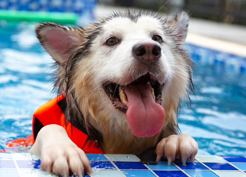 Dogs & Swimming: Summer Safety Tips