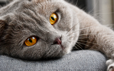 Why Cats Make Great Pets