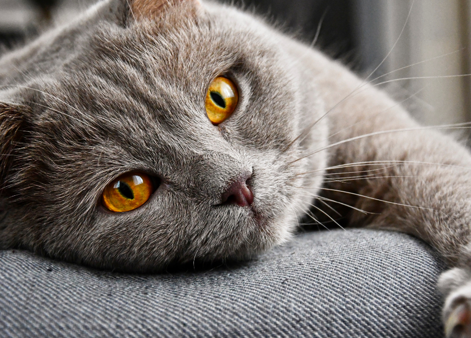 Why Cats Make Great Pets