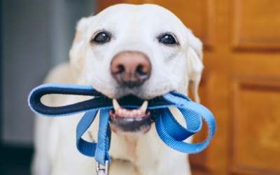 Why ParaMount Pet Care Is The #1 Choice For Dog Walking