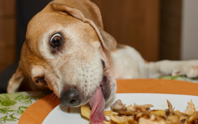 People Food & Pets: Toxic Or Safe?