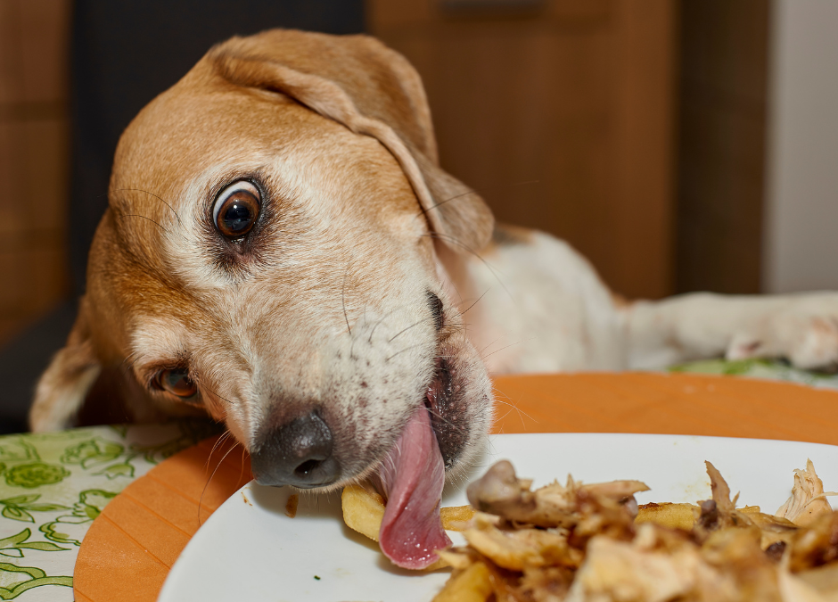 People Food & Pets: Toxic Or Safe?