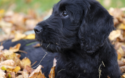 Why Adopt A Black Pet