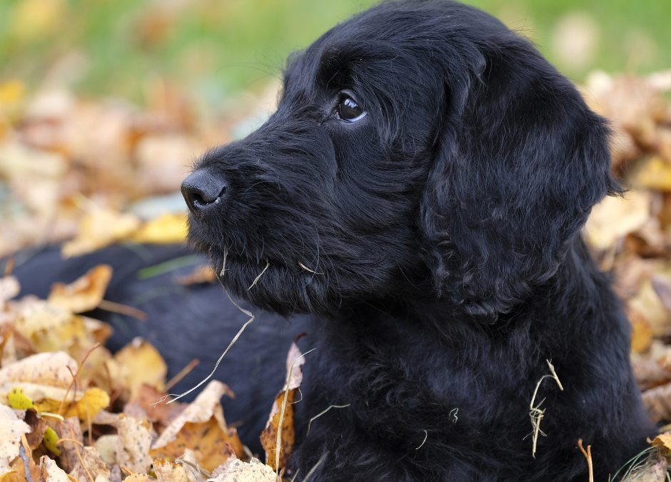 Why Adopt A Black Pet