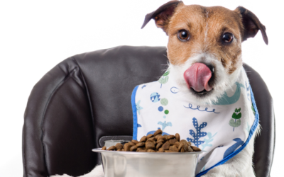 How To Choose A Dog Food