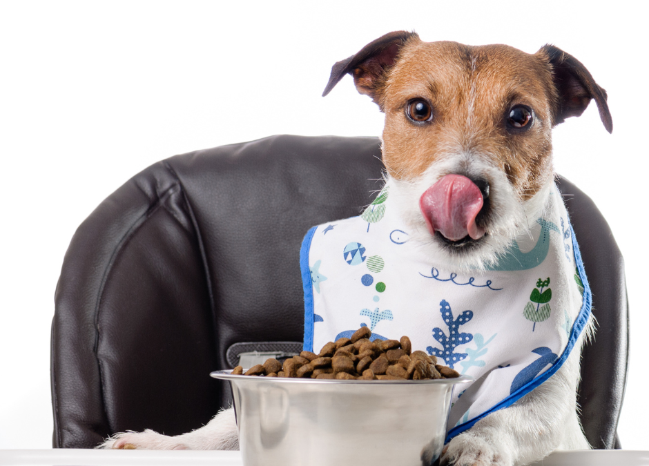 How To Choose A Dog Food