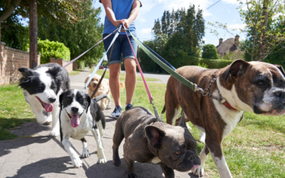 Dog Walking Safety Tips