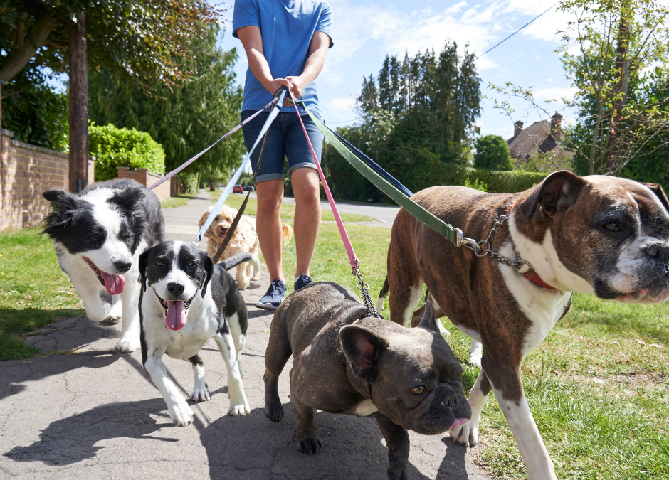 Dog Walking Safety Tips