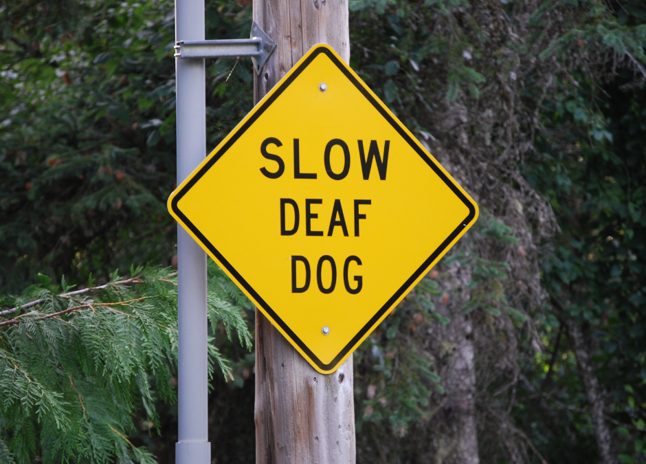 Deaf Dog Awareness Week