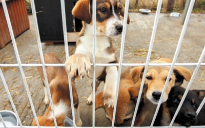 The Truth About Puppy Mills