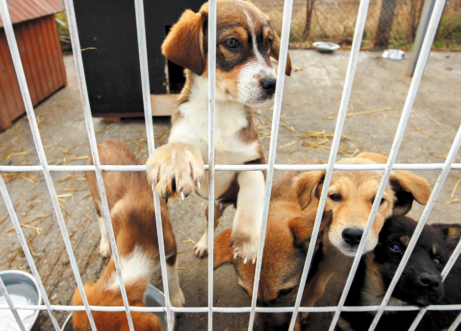 The Truth About Puppy Mills