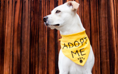 Adopt a Dog Month