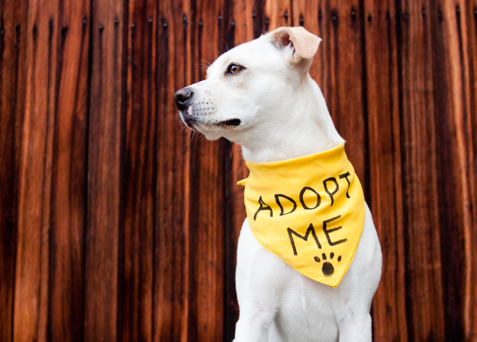 Adopt a Dog Month