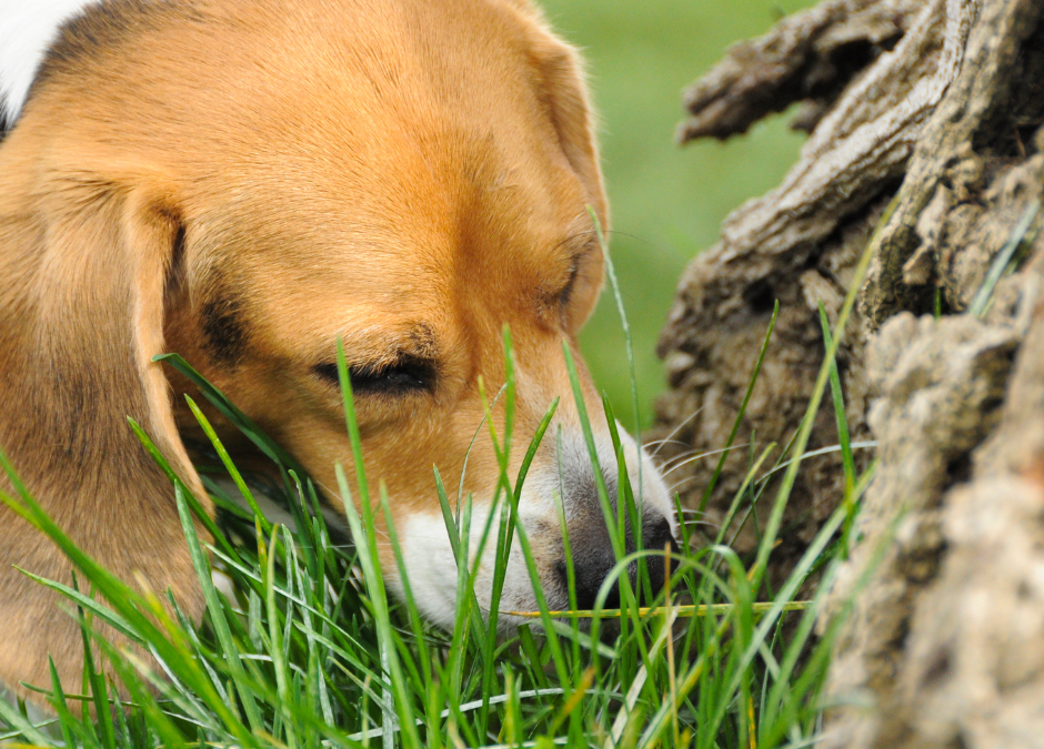 Seasonal Changes & Pets