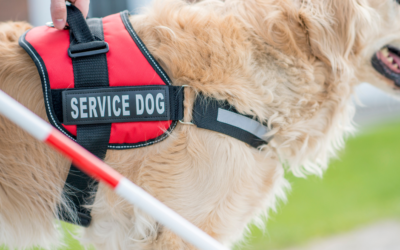 Service Dogs