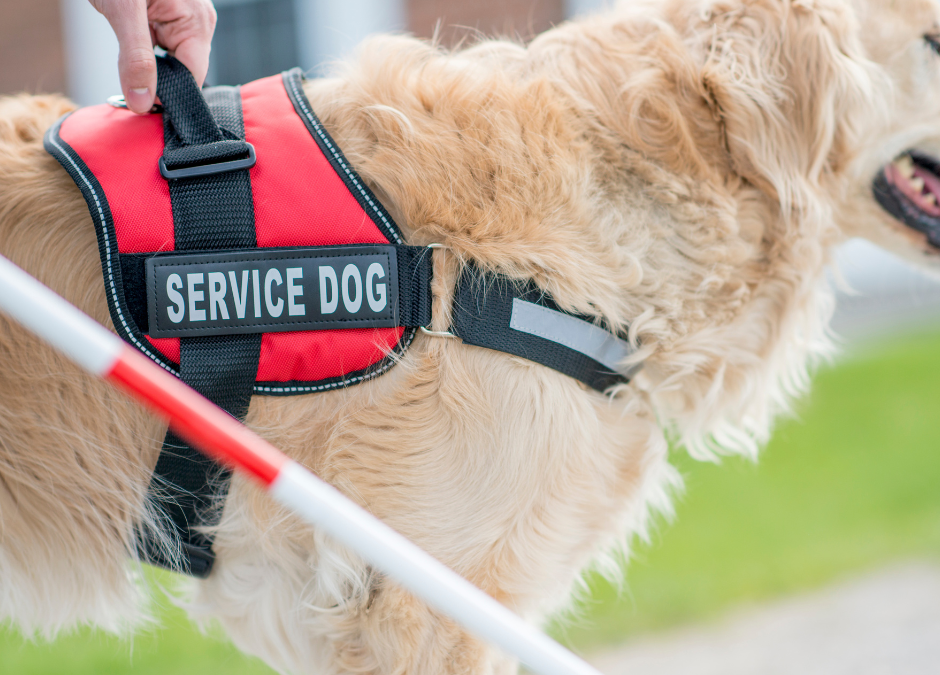 Service Dogs