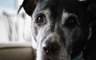 Senior Pet Awareness Month