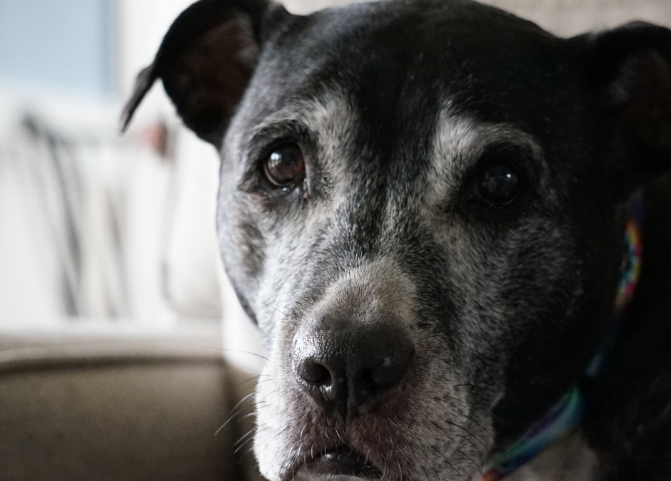 Senior Pet Awareness Month