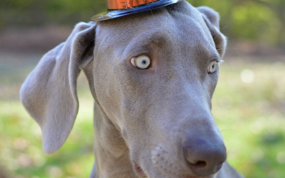 Thanksgiving For Dogs