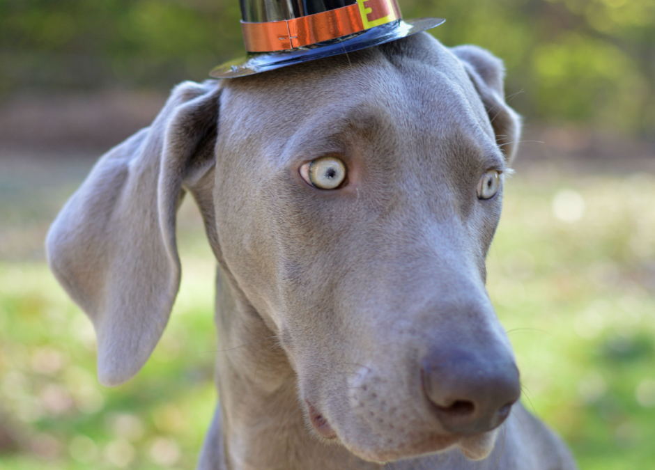 Thanksgiving For Dogs