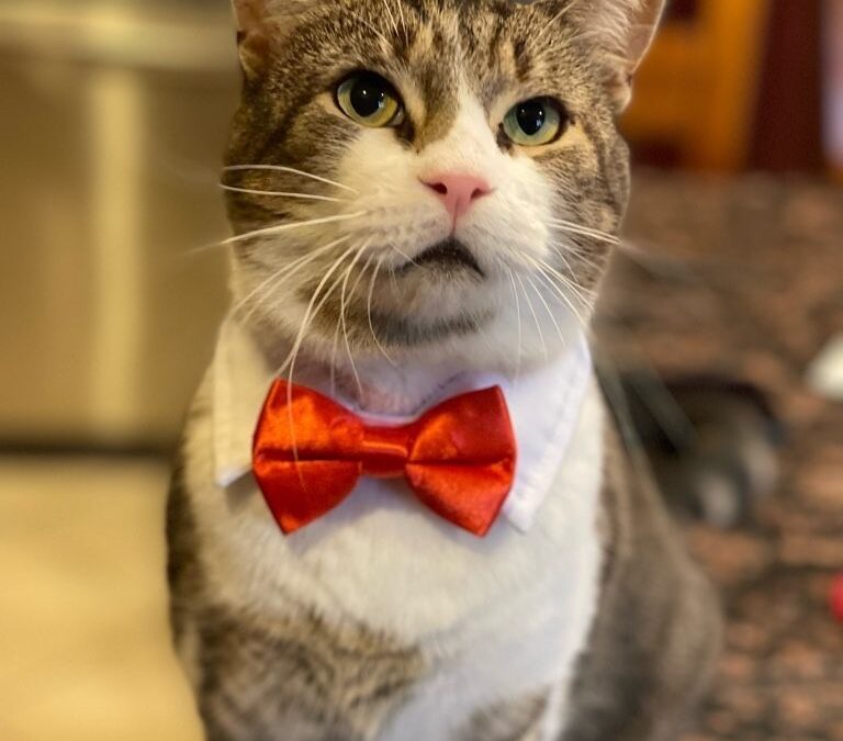 National Cat Lovers Month