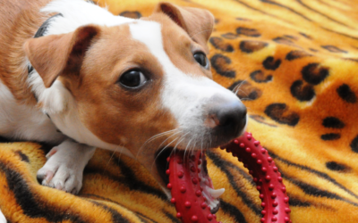 Ways To Exercise With Your Dog When It’s Too Cold Outside