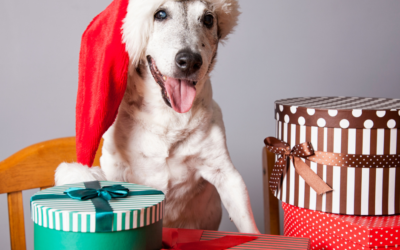 Best Holiday Gifts For Cats And Dogs