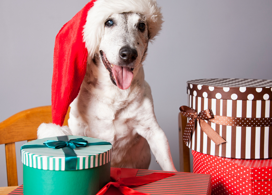 Best Holiday Gifts For Cats And Dogs