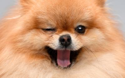 The Language Of Your Dog