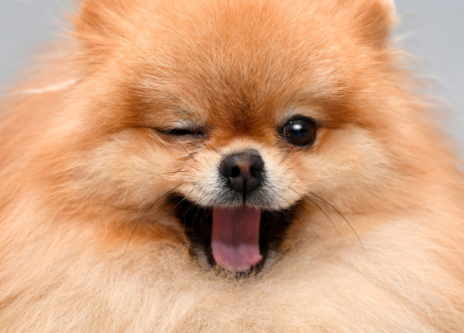 The Language Of Your Dog