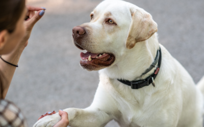 The Importance Of Training Your Dog