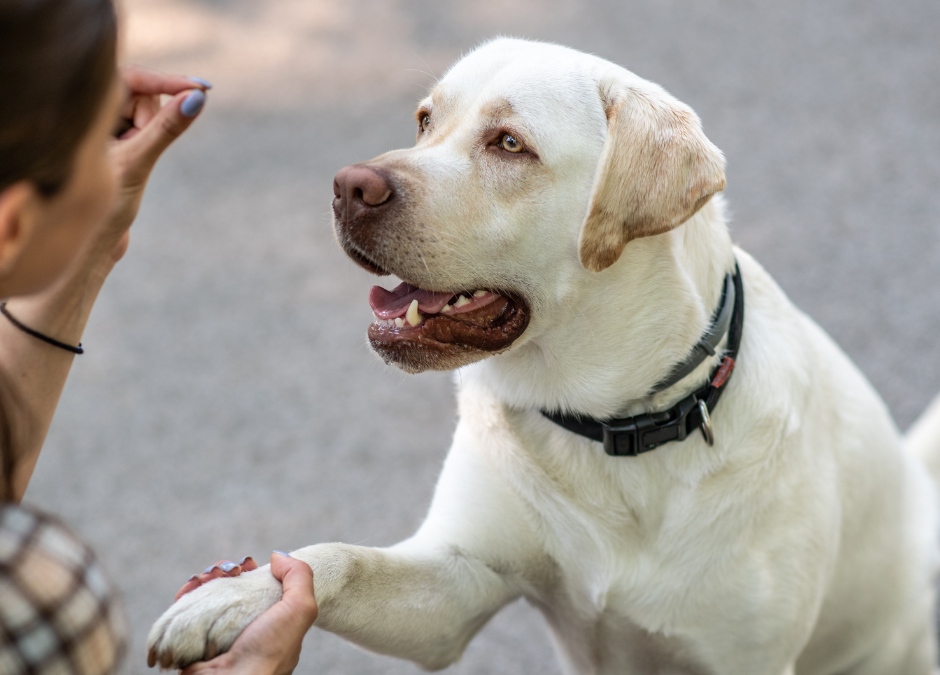 The Importance Of Training Your Dog