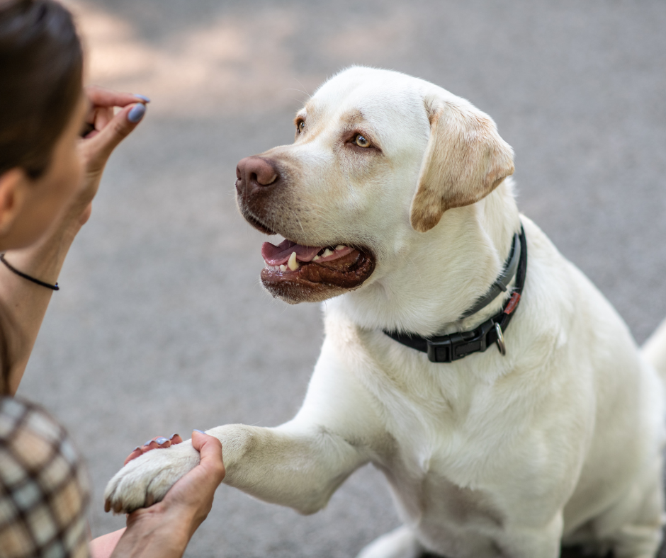 Reward-based dog training