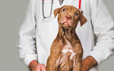 Spay And Neuter Awareness Month