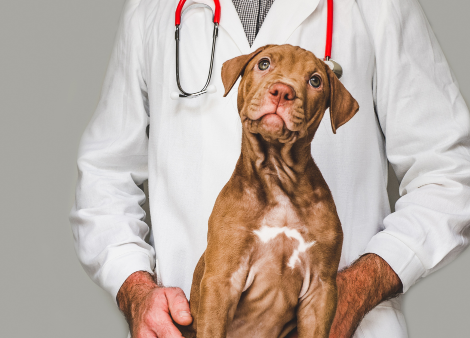 Spay And Neuter Awareness Month