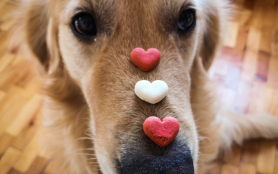 Valentines Day With Your Pets