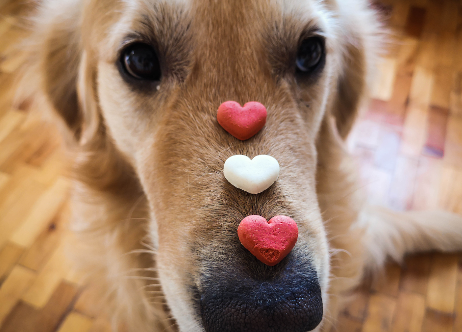 Valentines Day With Your Pets