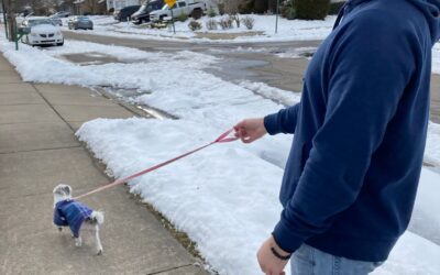 Professional Pet Sitters Week