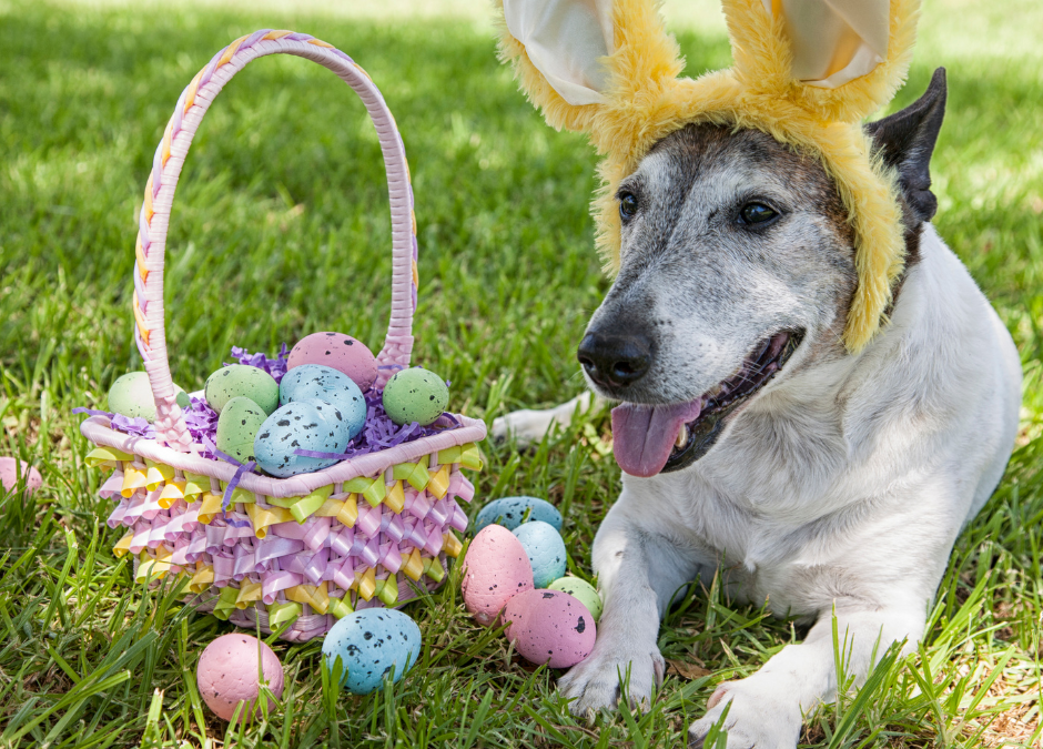 Easter For Your Pets