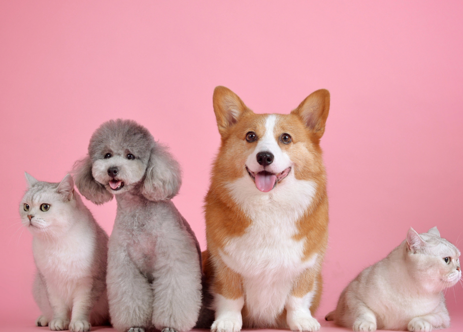 National Pet Month