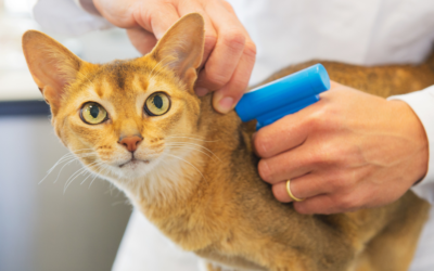 Chip Your Pet Month