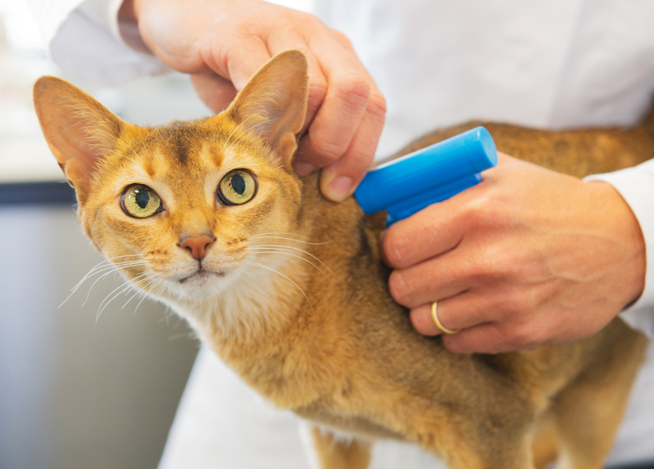 Chip Your Pet Month