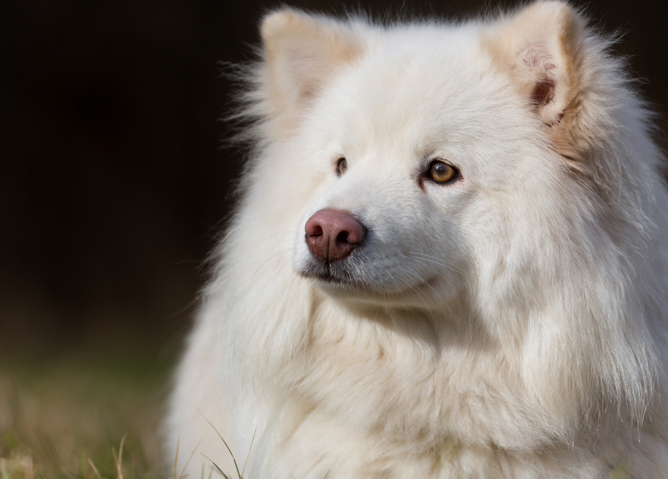National Purebred Dog Day