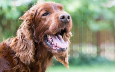 How To Keep Your Dog Cool This Summer