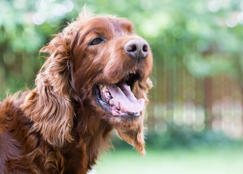 How To Keep Your Dog Cool This Summer