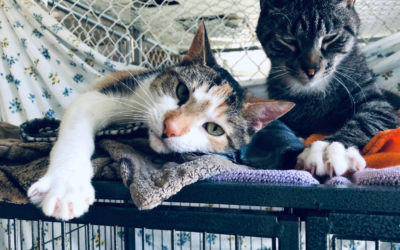 Adopt A Shelter Cat Month