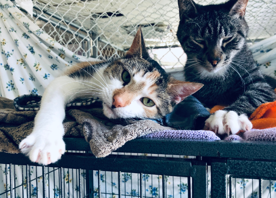 Adopt A Shelter Cat Month