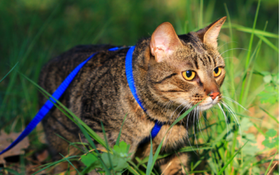 Walking Your Cat