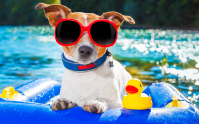 Pets And Summer Treats
